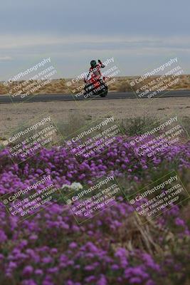 media/Jan-14-2023-SoCal Trackdays (Sat) [[497694156f]]/Turn 14 Exit Bloomig (145pm)/